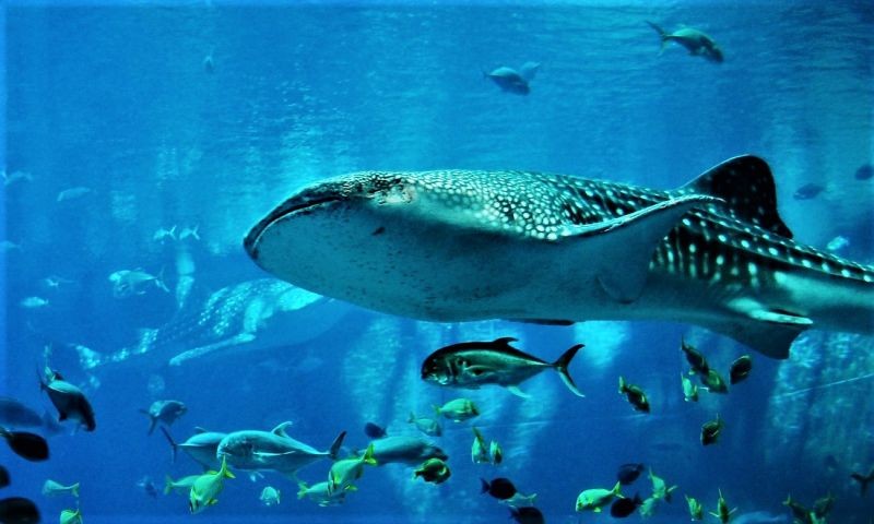 autem-eveniet-ut-enim