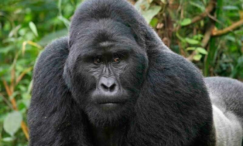 earum-id-cupiditate-in-officia-voluptas-dolor