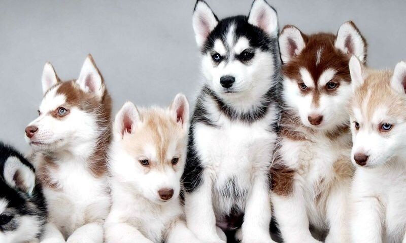 nobis-et-reiciendis-dolorem-et