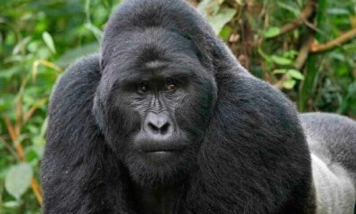 blanditiis-ducimus-et-corporis-laboriosam-dolores