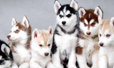 Nulla maxime ea doloribus nulla rerum.